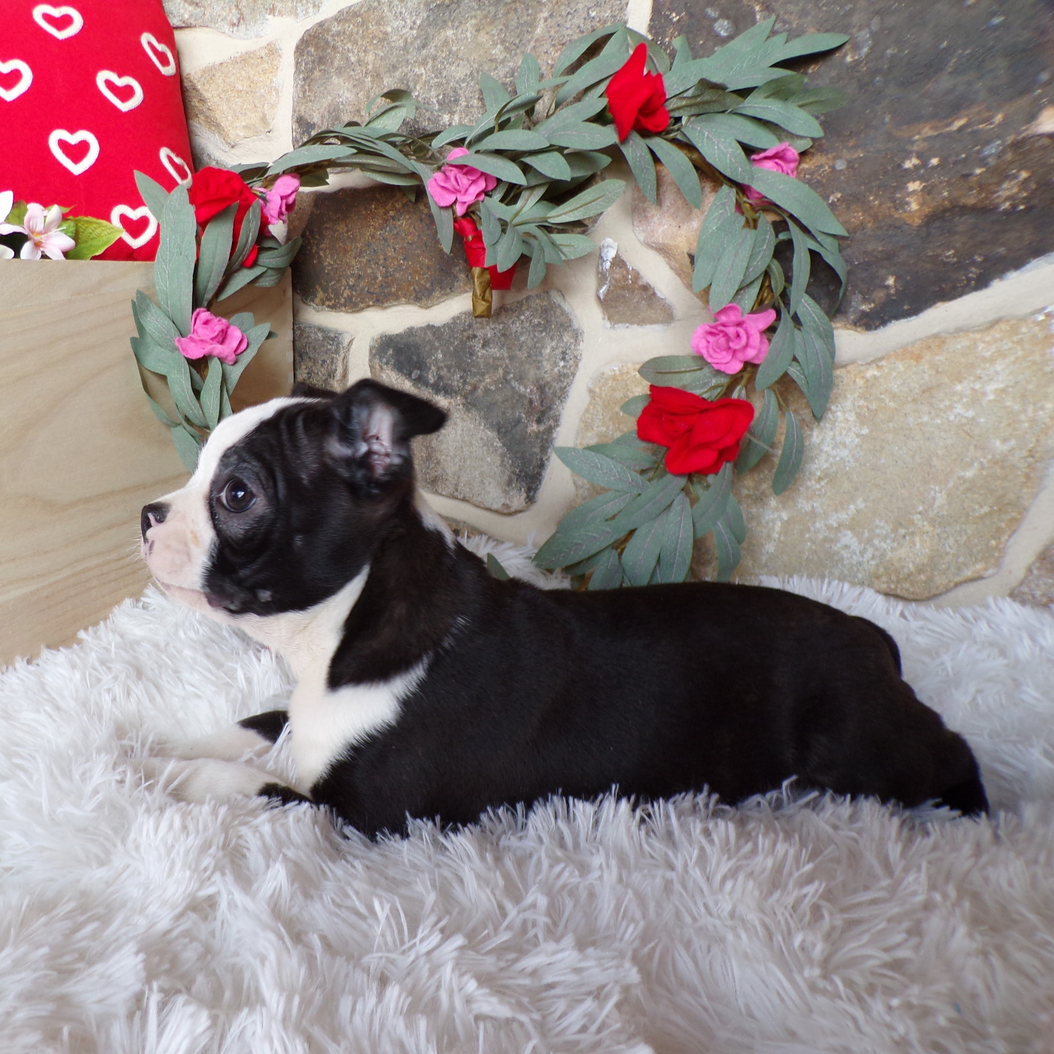 puppy, for, sale, Boston Terrier, John Lapp, dog, breeder, Gap, PA, dog ...