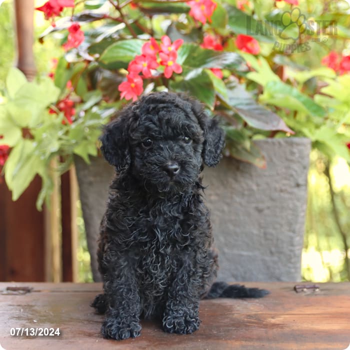 puppy, for, sale, Poodle Mix, John  Lapp, dog, breeder, Millerstown, PA, dog-breeder, puppy-for-sale, forsale, nearby, find, puppyfind, locator, puppylocator, aca