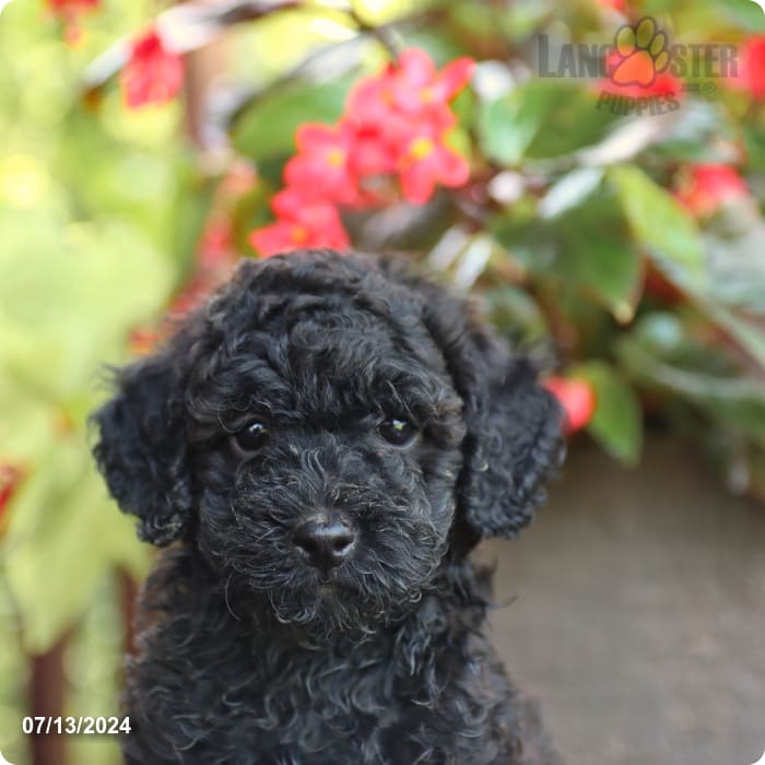 puppy, for, sale, Poodle Mix, John  Lapp, dog, breeder, Millerstown, PA, dog-breeder, puppy-for-sale, forsale, nearby, find, puppyfind, locator, puppylocator, aca