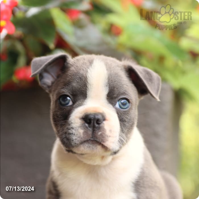 puppy, for, sale, Boston Terrier, John  Lapp, dog, breeder, Millerstown, PA, dog-breeder, puppy-for-sale, forsale, nearby, find, puppyfind, locator, puppylocator, aca