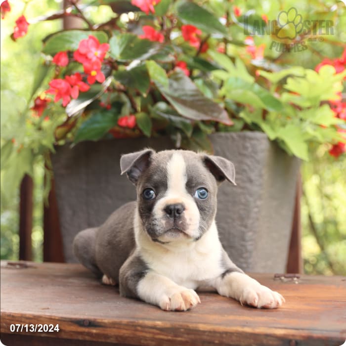 puppy, for, sale, Boston Terrier, John  Lapp, dog, breeder, Millerstown, PA, dog-breeder, puppy-for-sale, forsale, nearby, find, puppyfind, locator, puppylocator, aca