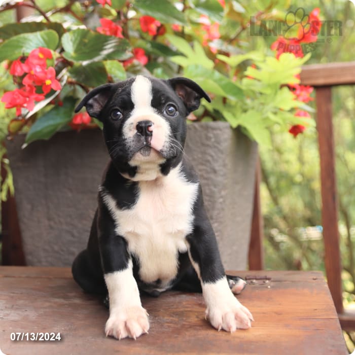 puppy, for, sale, Boston Terrier, John  Lapp, dog, breeder, Millerstown, PA, dog-breeder, puppy-for-sale, forsale, nearby, find, puppyfind, locator, puppylocator, aca