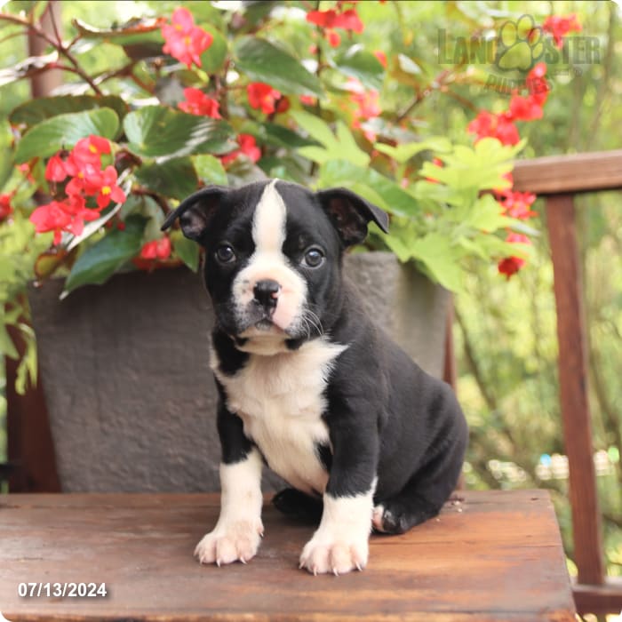 puppy, for, sale, Boston Terrier, John  Lapp, dog, breeder, Millerstown, PA, dog-breeder, puppy-for-sale, forsale, nearby, find, puppyfind, locator, puppylocator, aca