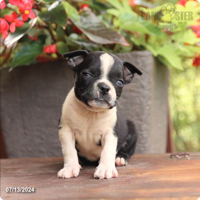 puppy, for, sale, Boston Terrier, John  Lapp, dog, breeder, Millerstown, PA, dog-breeder, puppy-for-sale, forsale, nearby, find, puppyfind, locator, puppylocator, aca