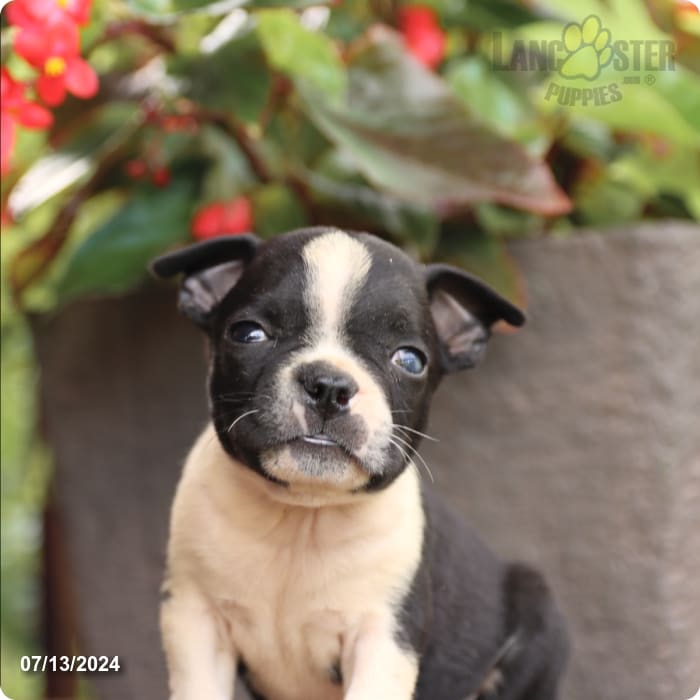 puppy, for, sale, Boston Terrier, John  Lapp, dog, breeder, Millerstown, PA, dog-breeder, puppy-for-sale, forsale, nearby, find, puppyfind, locator, puppylocator, aca