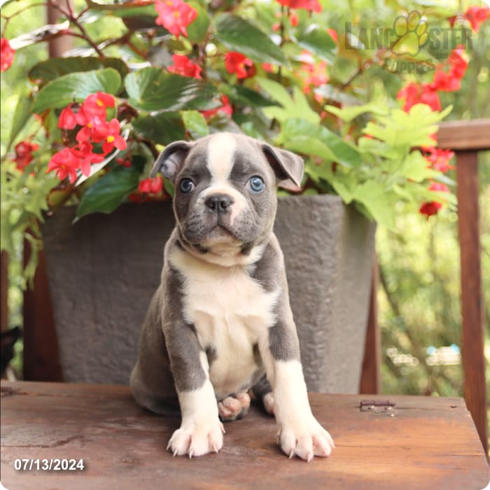 puppy, for, sale, Boston Terrier, John  Lapp, dog, breeder, Millerstown, PA, dog-breeder, puppy-for-sale, forsale, nearby, find, puppyfind, locator, puppylocator, aca