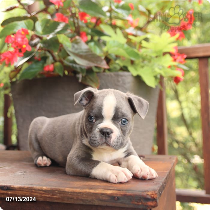 puppy, for, sale, Boston Terrier, John  Lapp, dog, breeder, Millerstown, PA, dog-breeder, puppy-for-sale, forsale, nearby, find, puppyfind, locator, puppylocator, aca